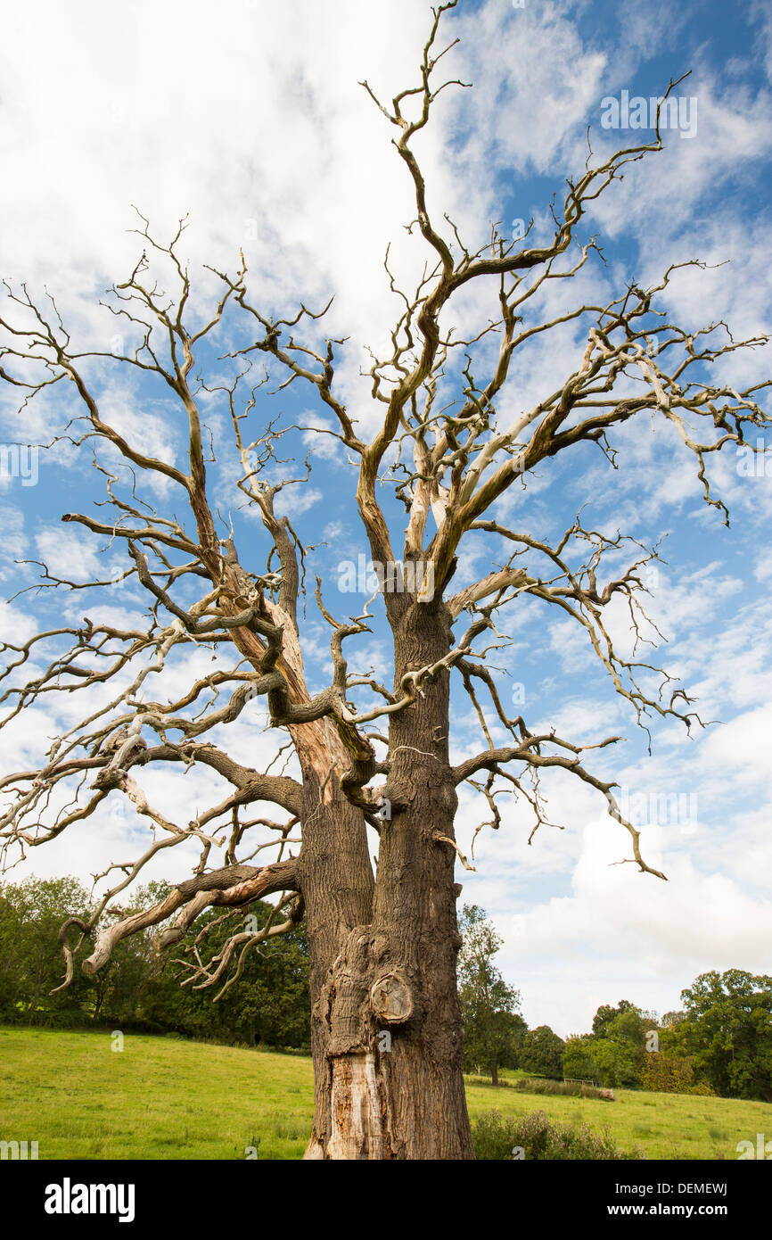 Un antico albero morto sotto Bredon hill nella valle di Evesham, Worcestershire, Regno Unito. Foto Stock