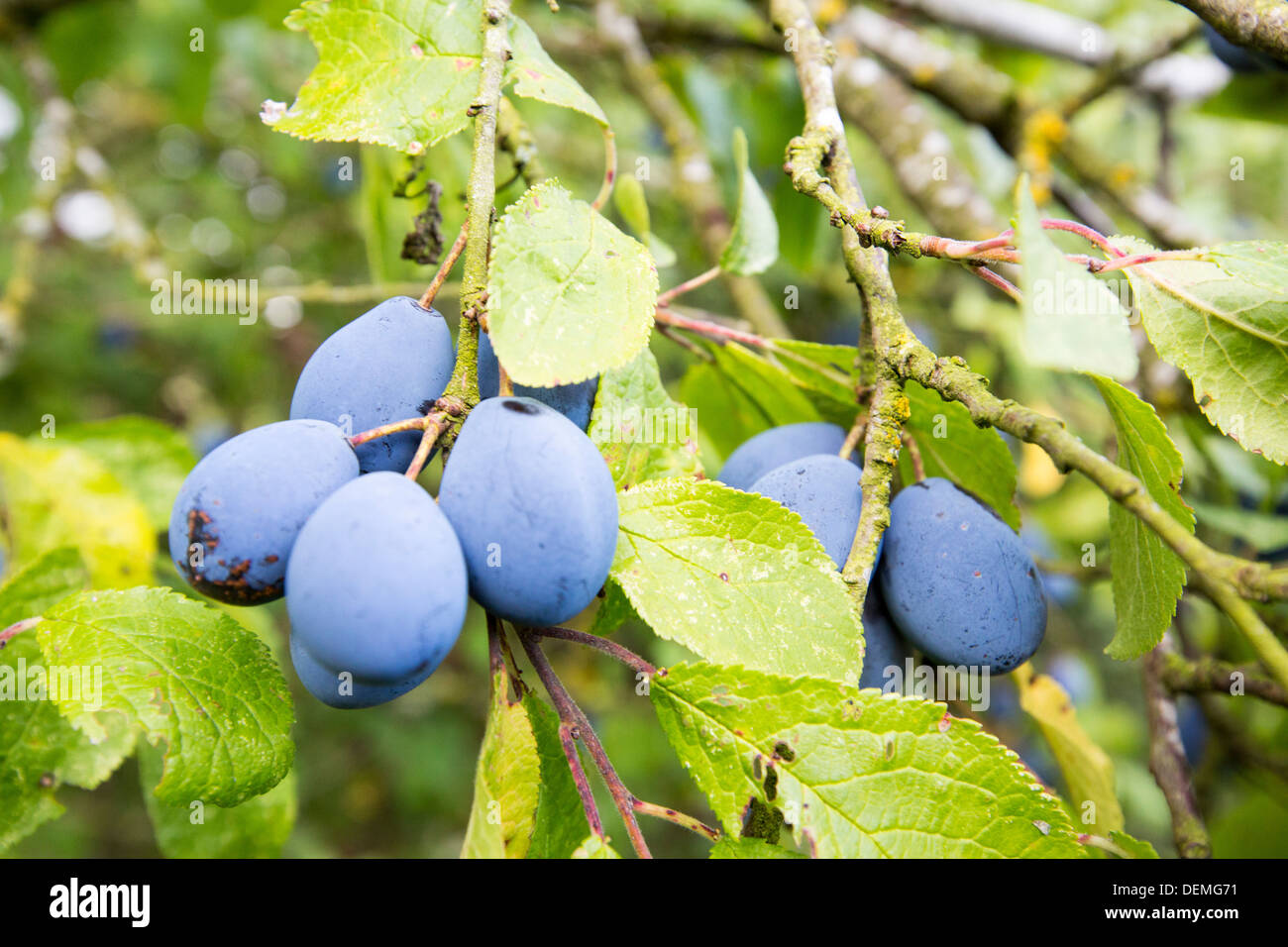 Damsons crescendo in un frutteto vicino a Pershore, Vale of Evesham, Worcestershire, Regno Unito. Foto Stock