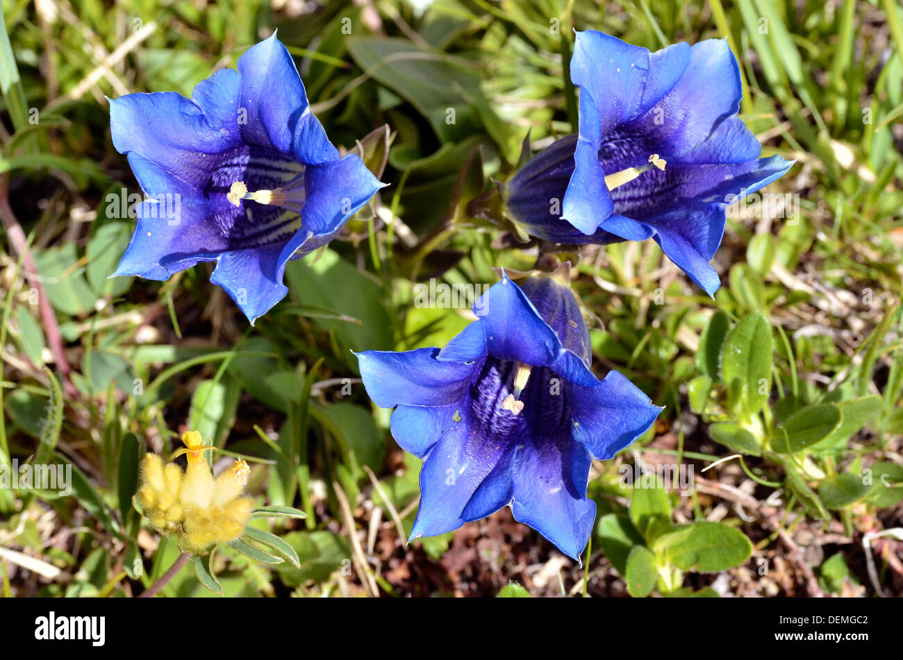 Tre stemless genziane (Gentiana acaulis) nelle Alpi francesi a La Plagne Foto Stock