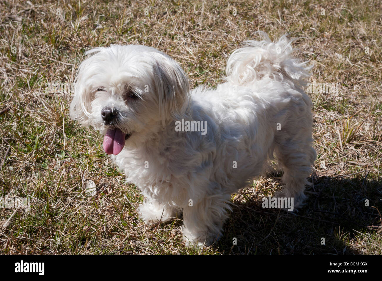 Il Maltese Terrier cane Foto Stock