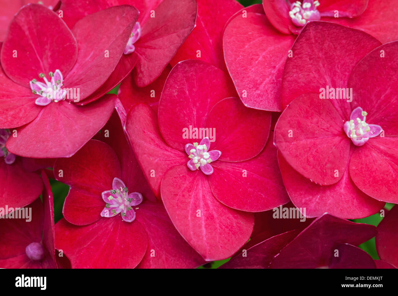 Foto macro di colore rosso brillante i fiori delle ortensie Foto Stock