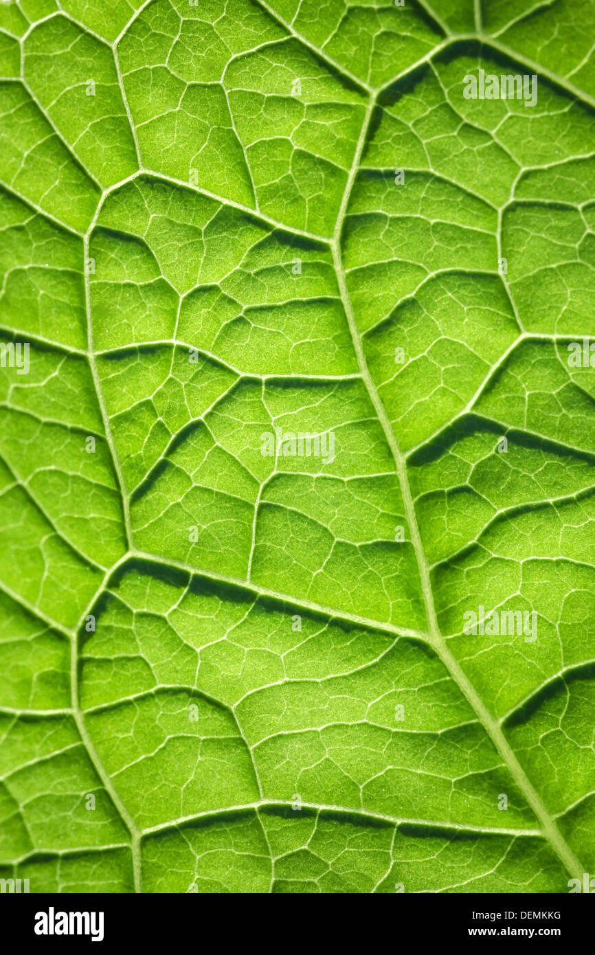 Foto macro sfondo con foglia verde texture di superficie Foto Stock