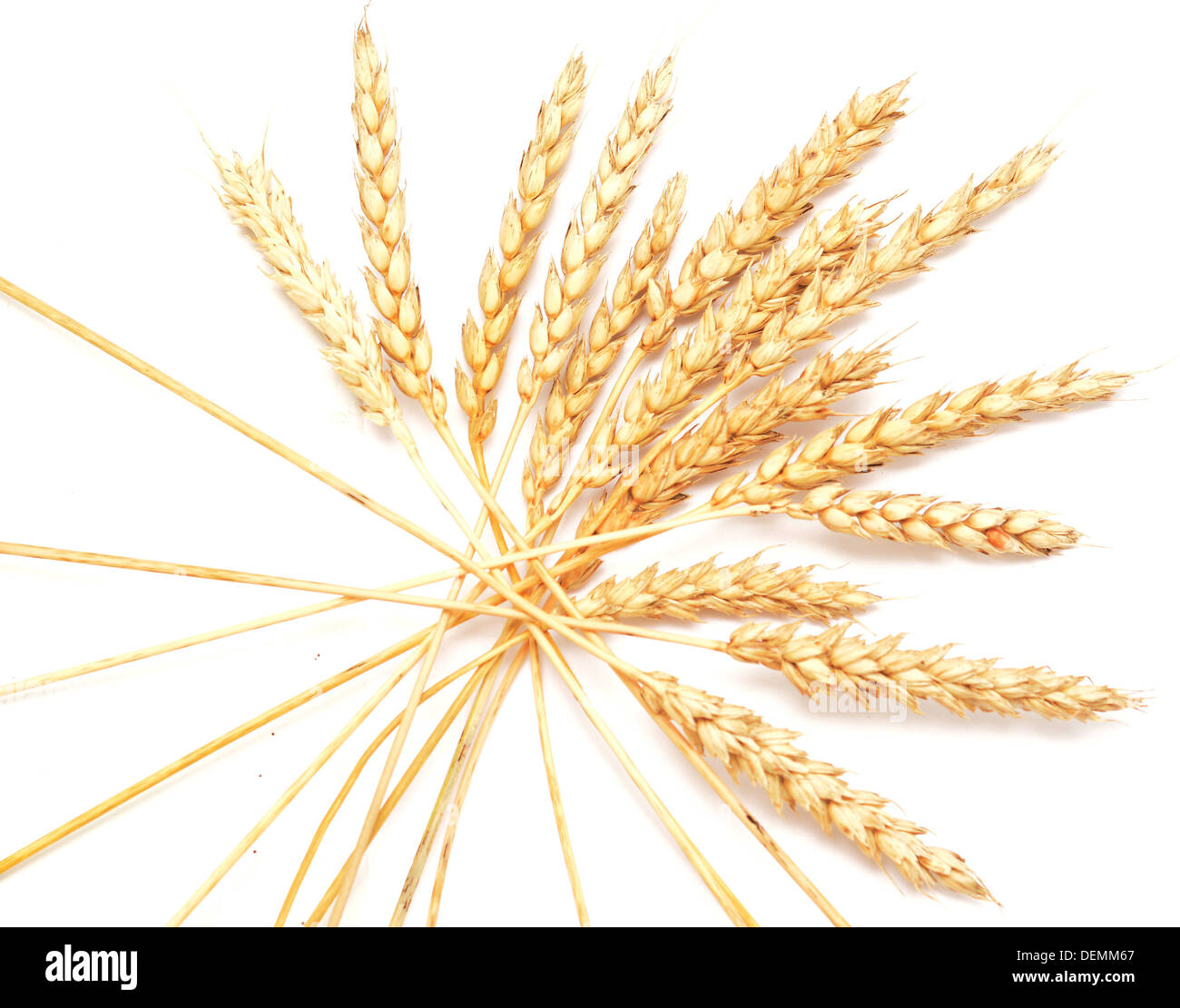 Golden frumento isolati su sfondo bianco Foto Stock