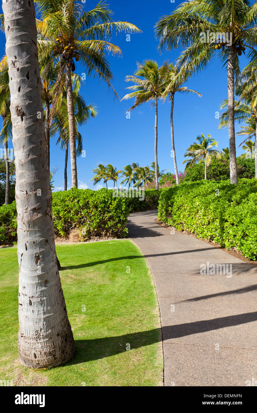 Palme di cocco a Napili Point in Maui, Hawaii. Foto Stock