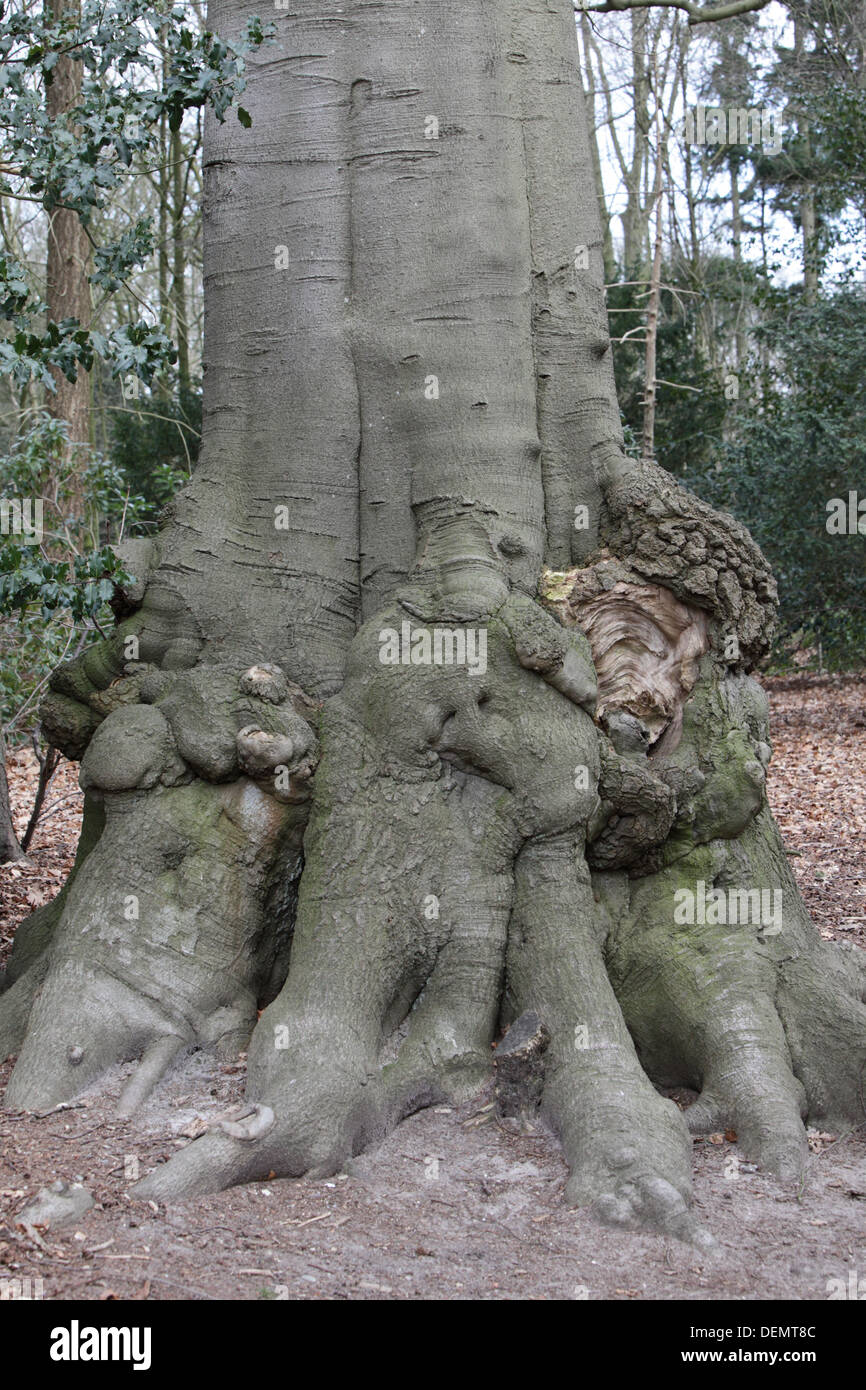 Tronco di albero con interessanti formazioni e crescere nella sua base. Foto Stock