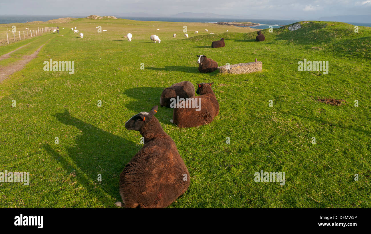 Isola di Iona con pecora Foto Stock