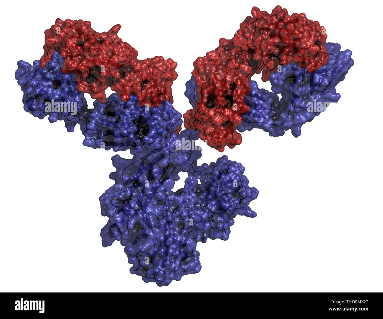 La IgG1 anticorpo monoclonale immunoglobulina (). Svolgere il ruolo essenziale di immunità contro i batteri e i virus. Foto Stock