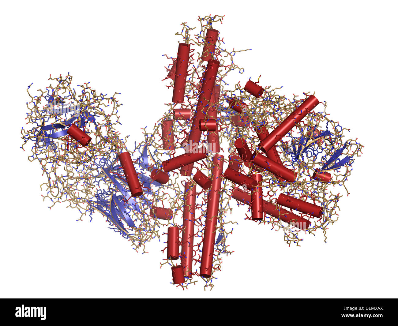 La tossina botulinica proteina neurotossica. Prodotte da Clostridium botulinum. Cosmeticamente usato per il trattamento di rughe. Foto Stock