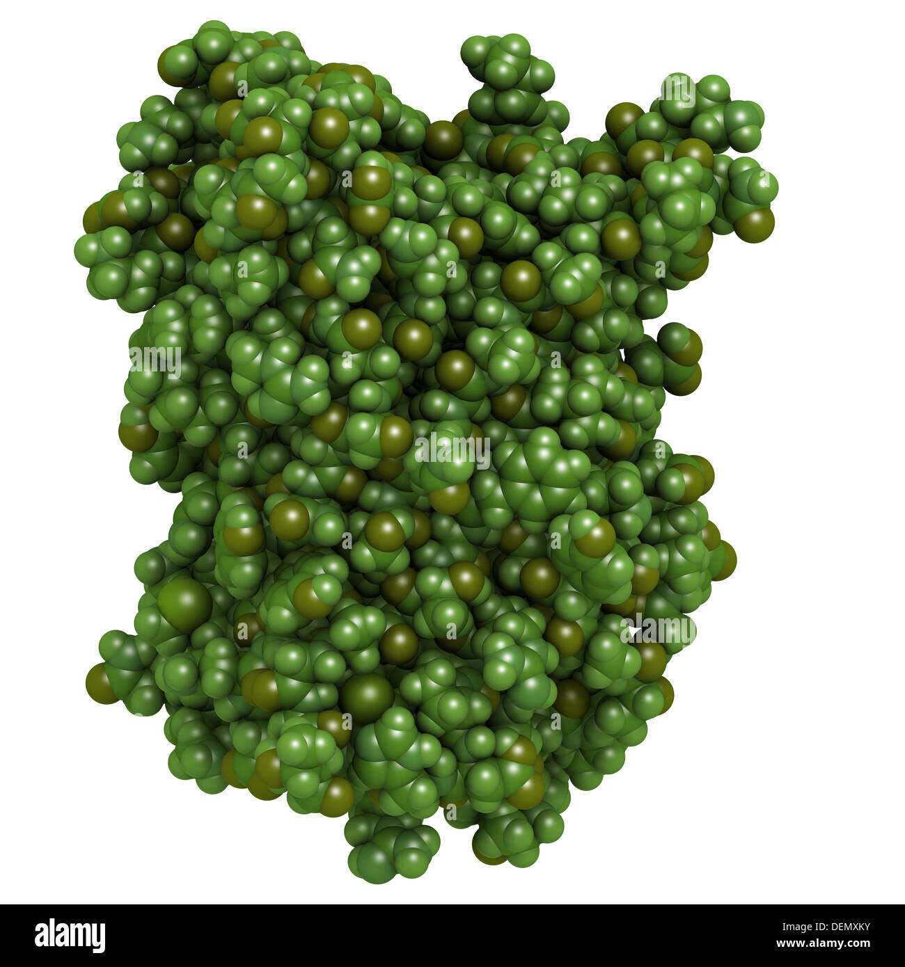 La proteina fluorescente verde (GFP), struttura chimica. Spesso