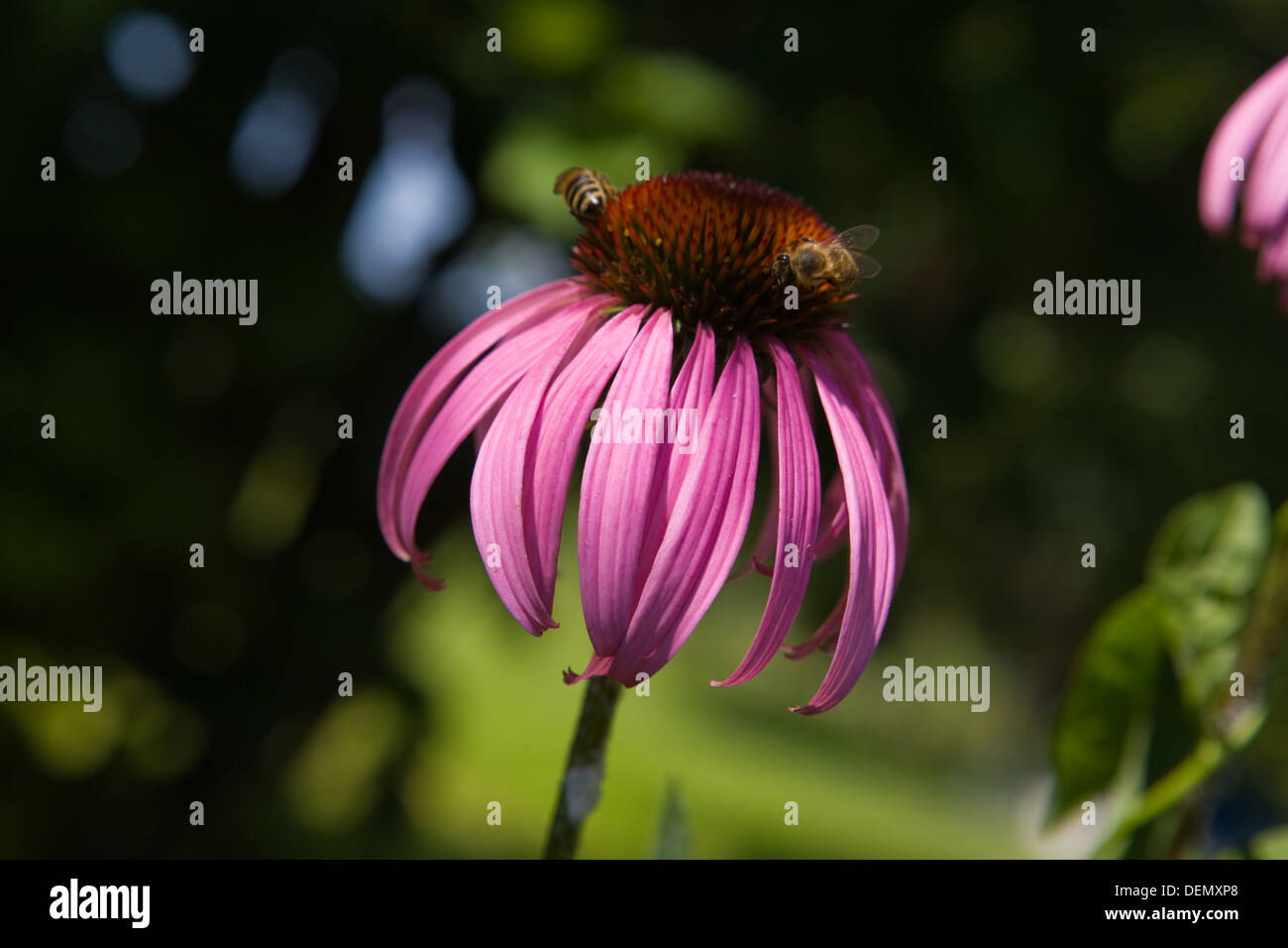 Viola Echinacea Purpurea Fiore con due API Foto Stock