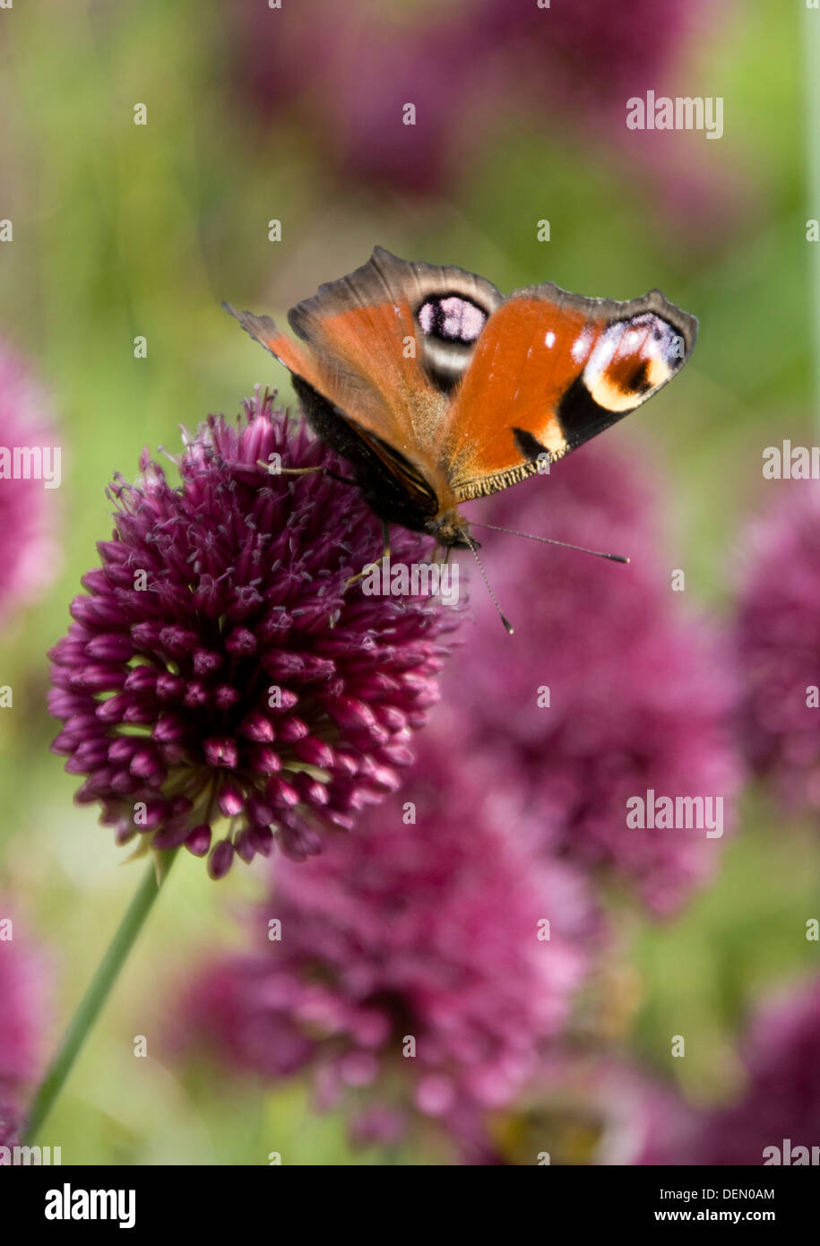 Farfalla pavone alimentazione da allium fiore Foto Stock