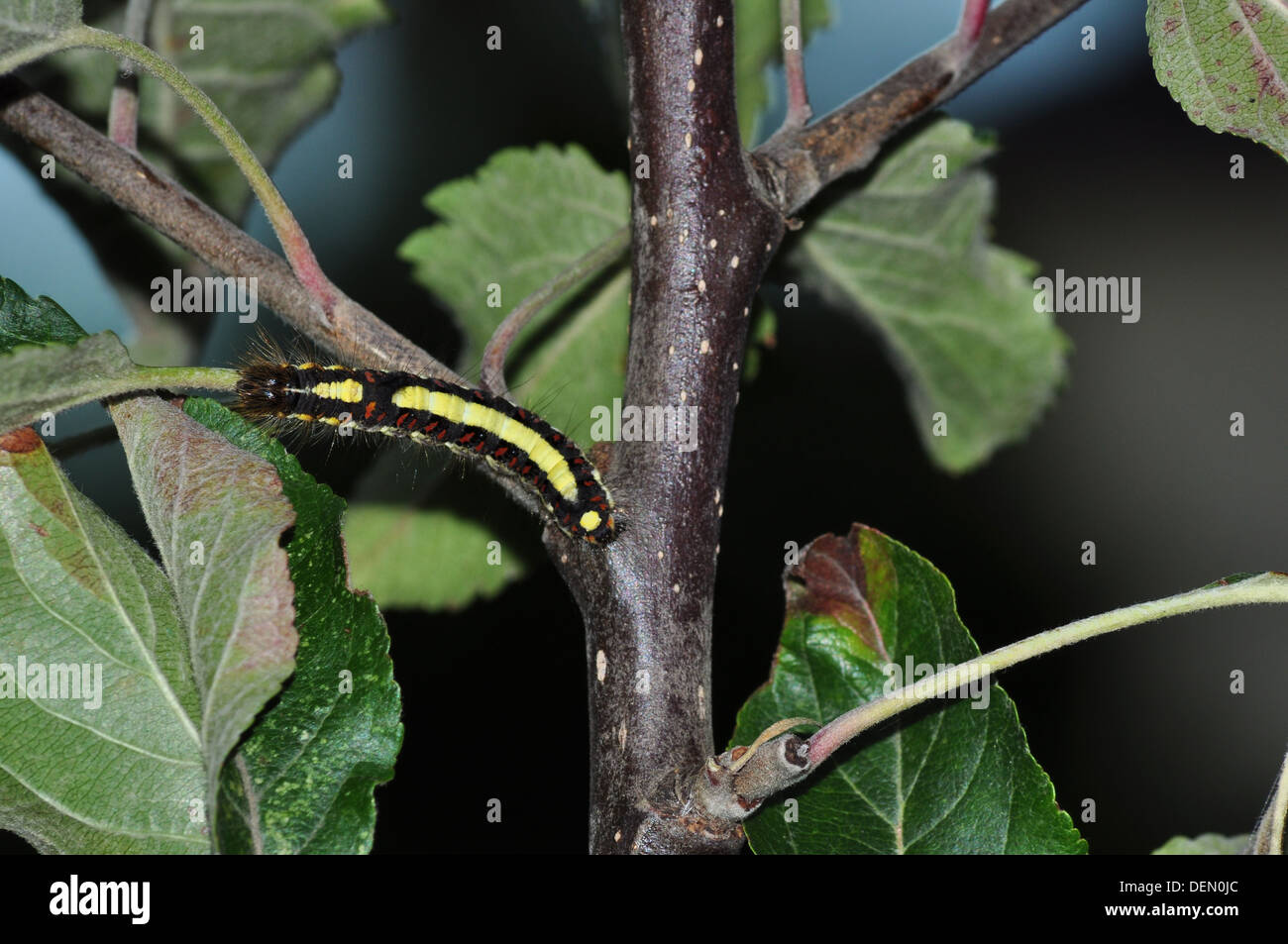 Pugnale grigio catterpillar Acronitcta (psi) Foto Stock