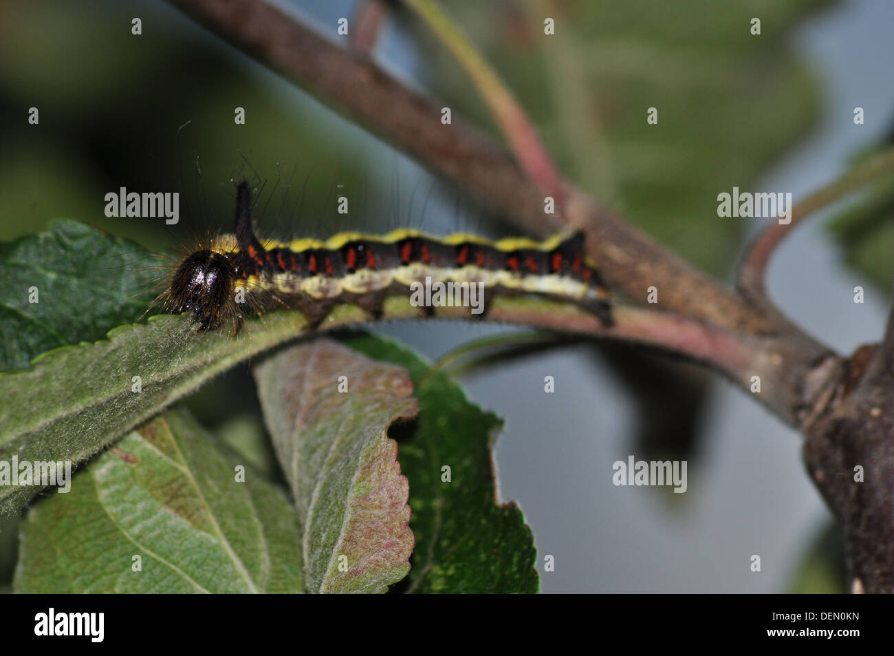 Pugnale grigio catterpillar Acronitcta (psi) Foto Stock