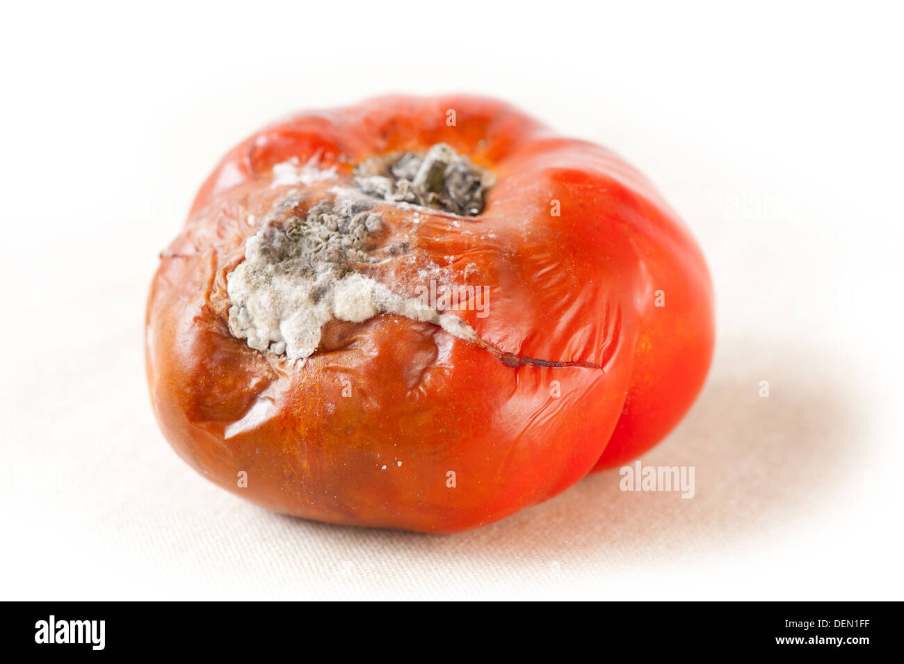 Unico red mature muffa tossica i frutti di pomodoro Foto Stock