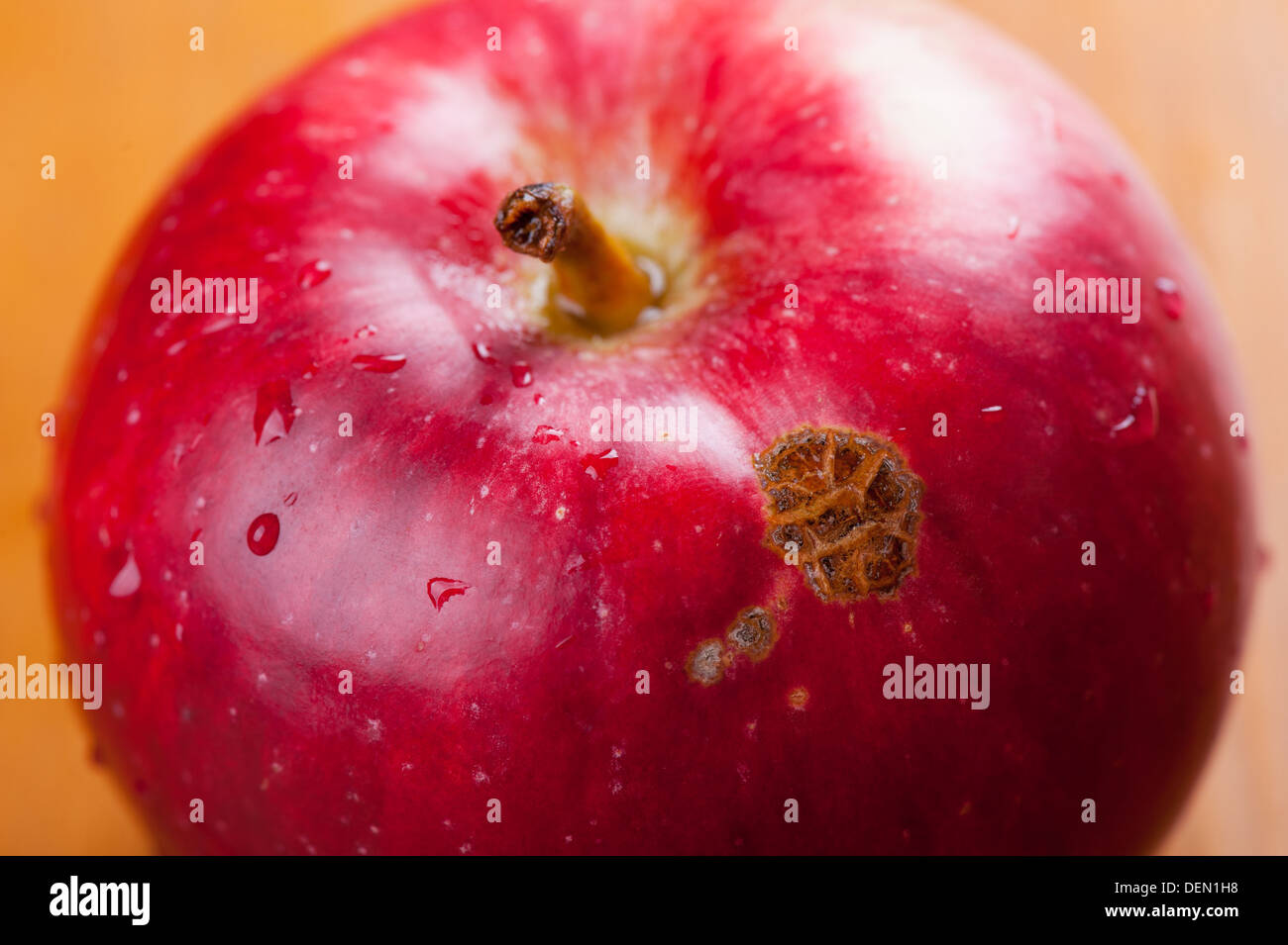 Malattia di frutta apple scab lesioni sulla buccia rosso Foto Stock