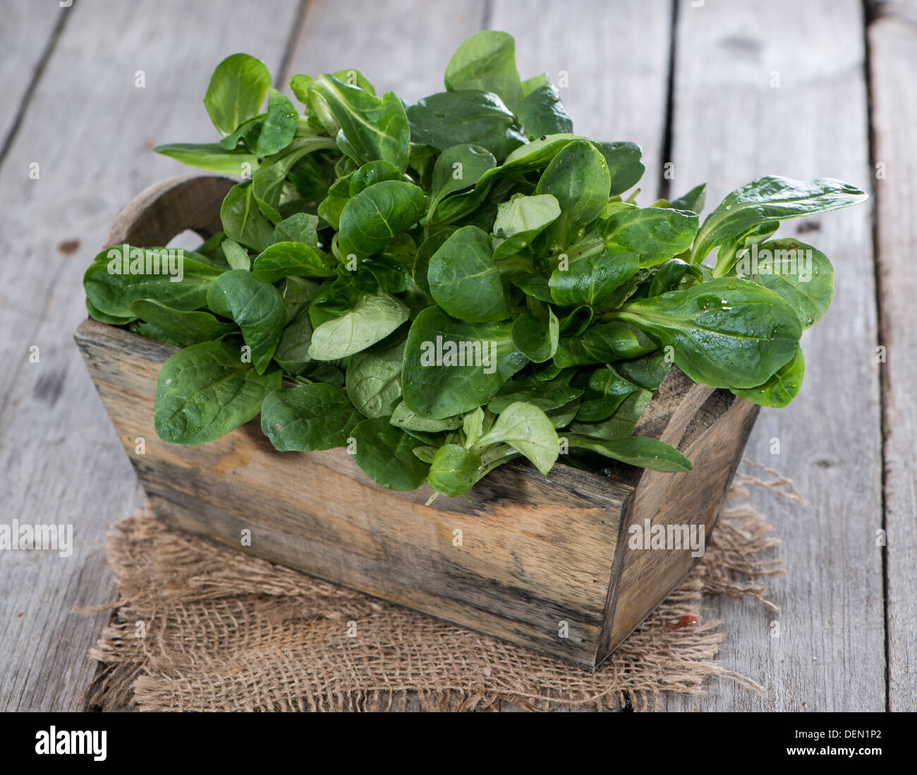 Porzione di agnello fresca di lattuga Foto Stock