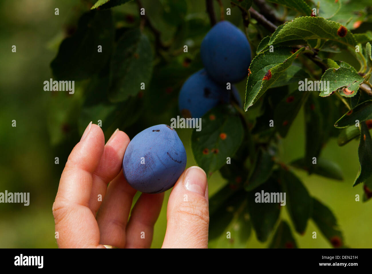 Ragazza di raggiungere un organico di prugna da un albero Foto Stock