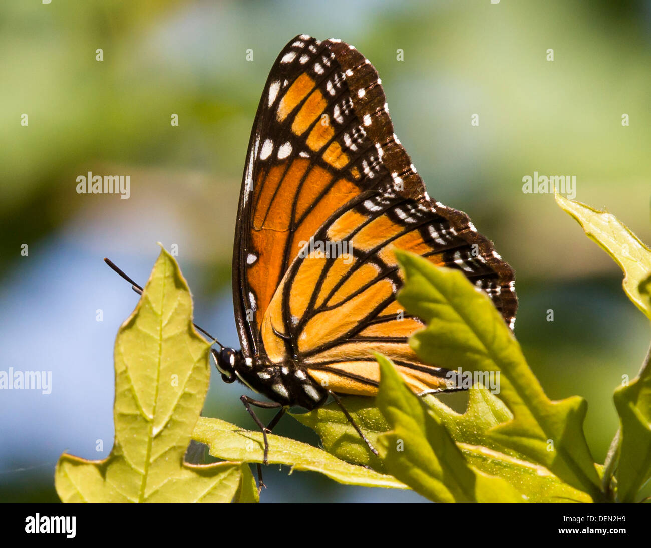 Il Viceroy butterfly arroccato su una foglia di quercia. Foto Stock