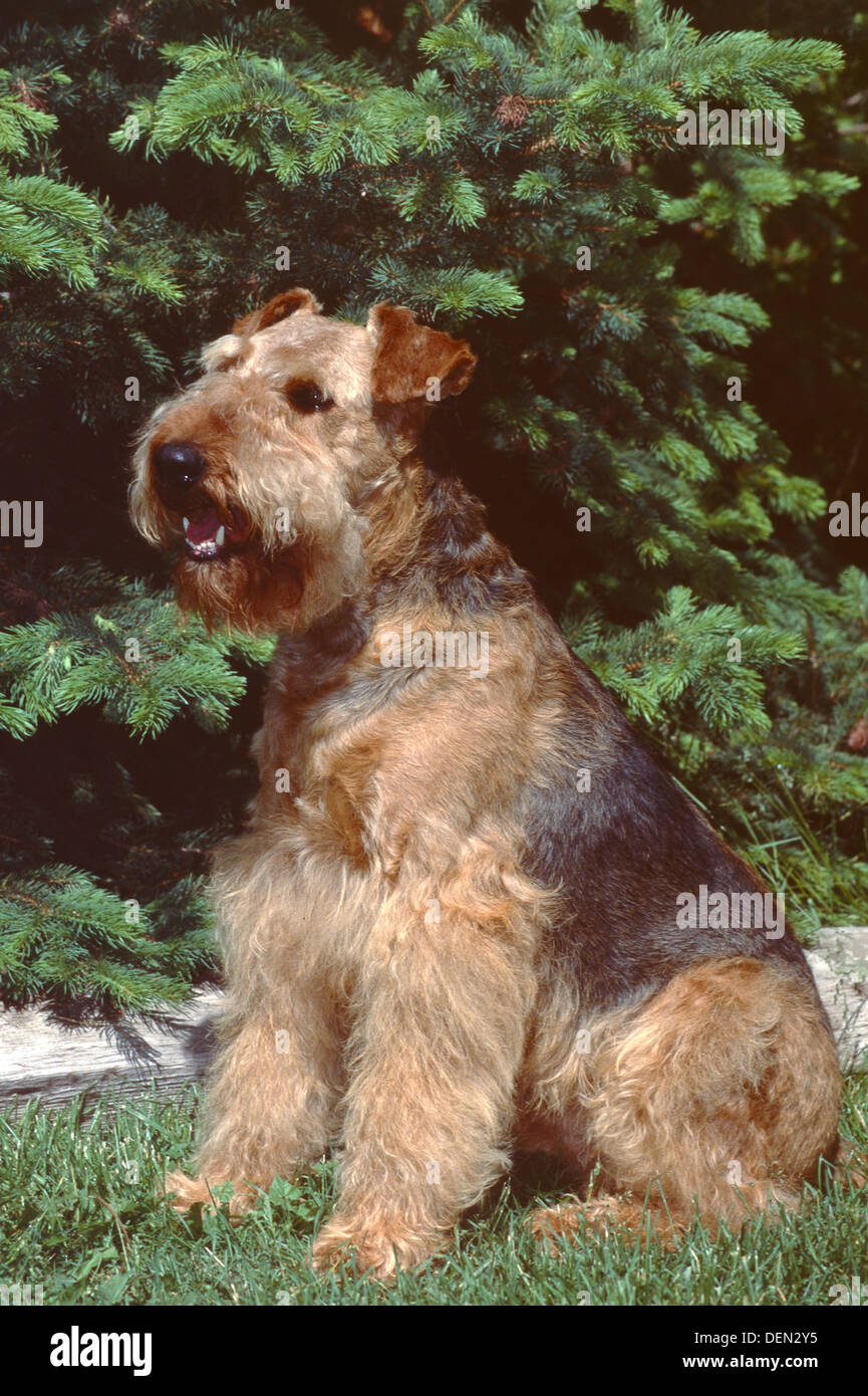 Airedale Terrier seduto in erba Foto Stock