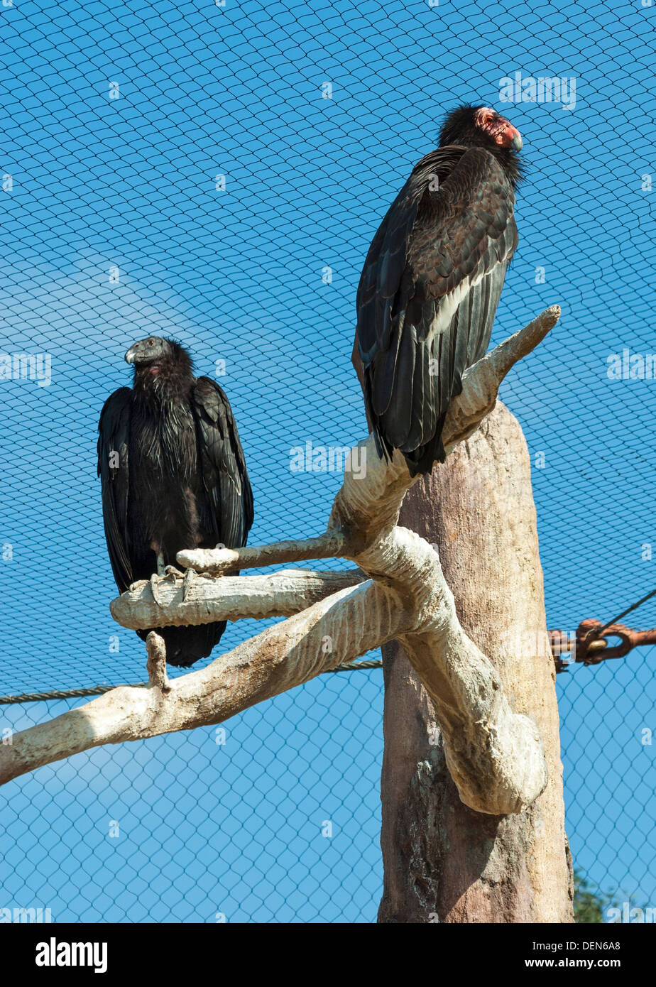 California, lo Zoo di San Diego, California Condor (Gymnogyps californianus) Foto Stock