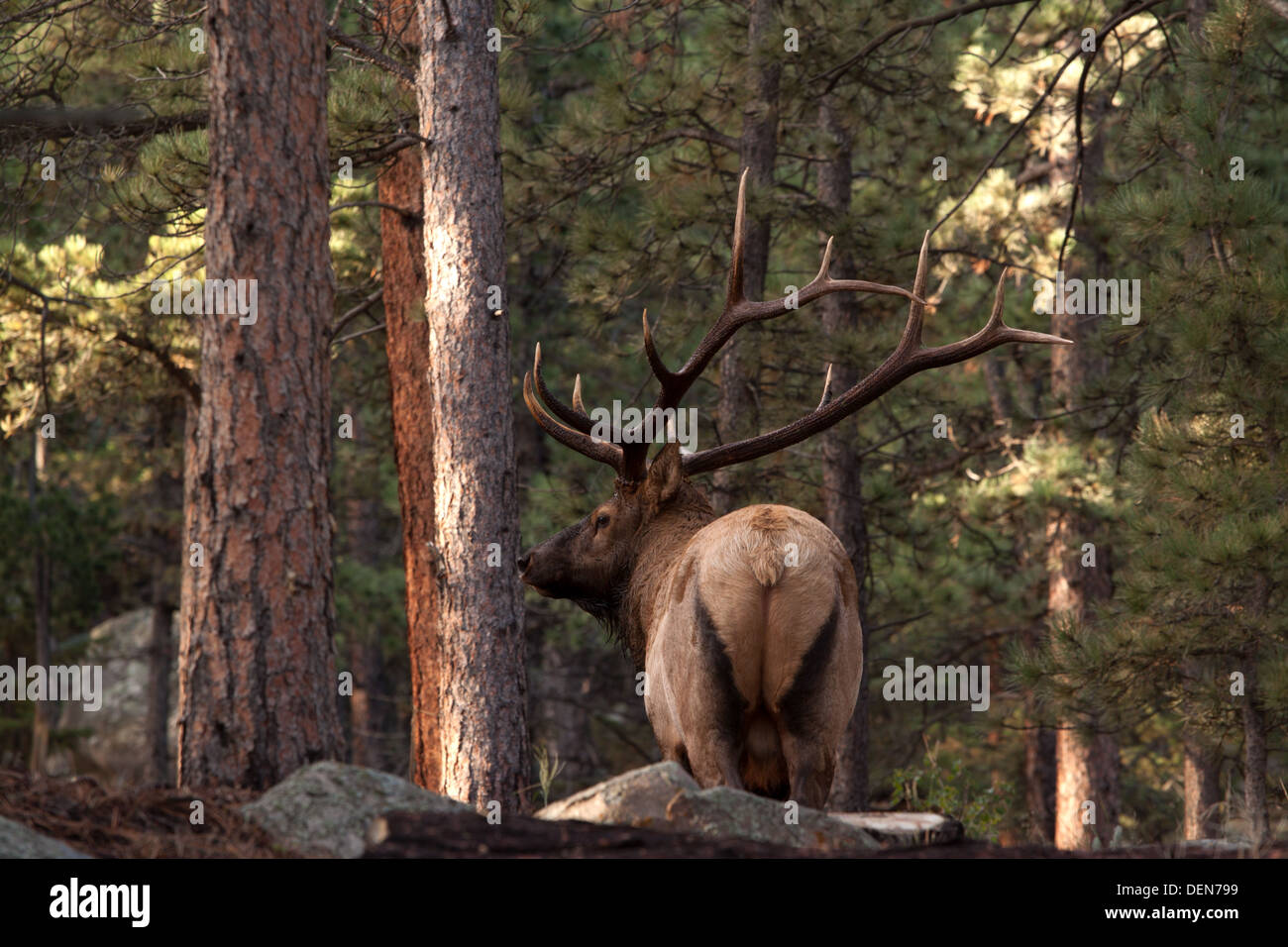 Grandi bull elk si spostano in legno nome latino Cervus canadensis nome comune del Rocky Mountain elk Foto Stock