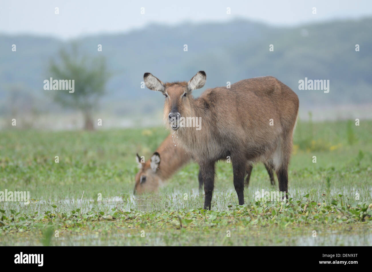 Waterbuck kobus ellipsiprymnus sul bordo del lago navisha, Kenya, Africa Foto Stock