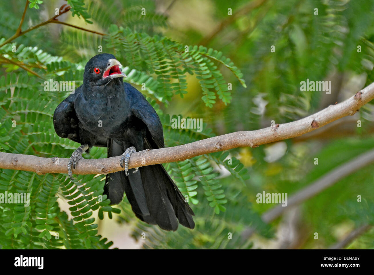 Un asiatico Koel (maschio) guardando un po' confusa. Foto Stock