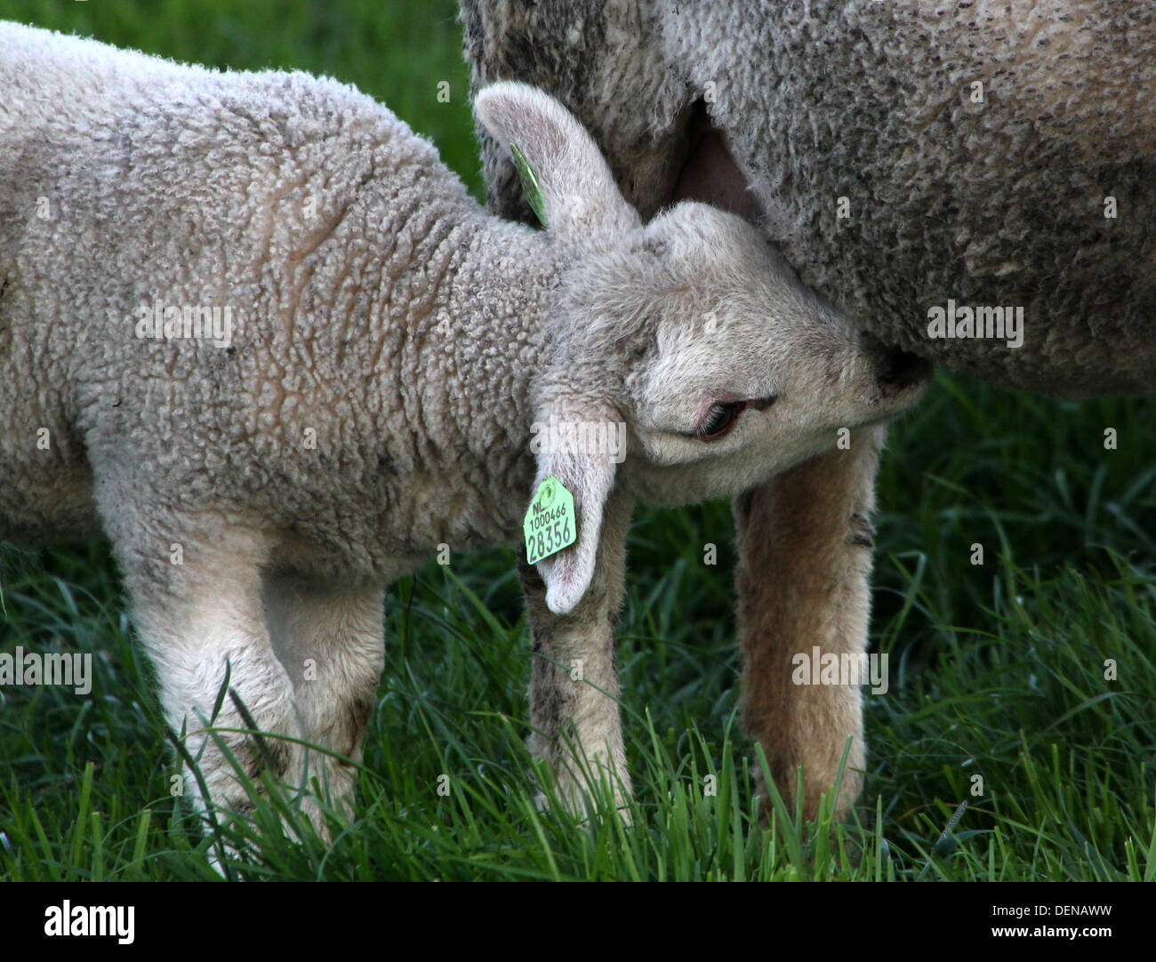 Carino giovane agnello bere latte di mammella di mamma Foto stock - Alamy