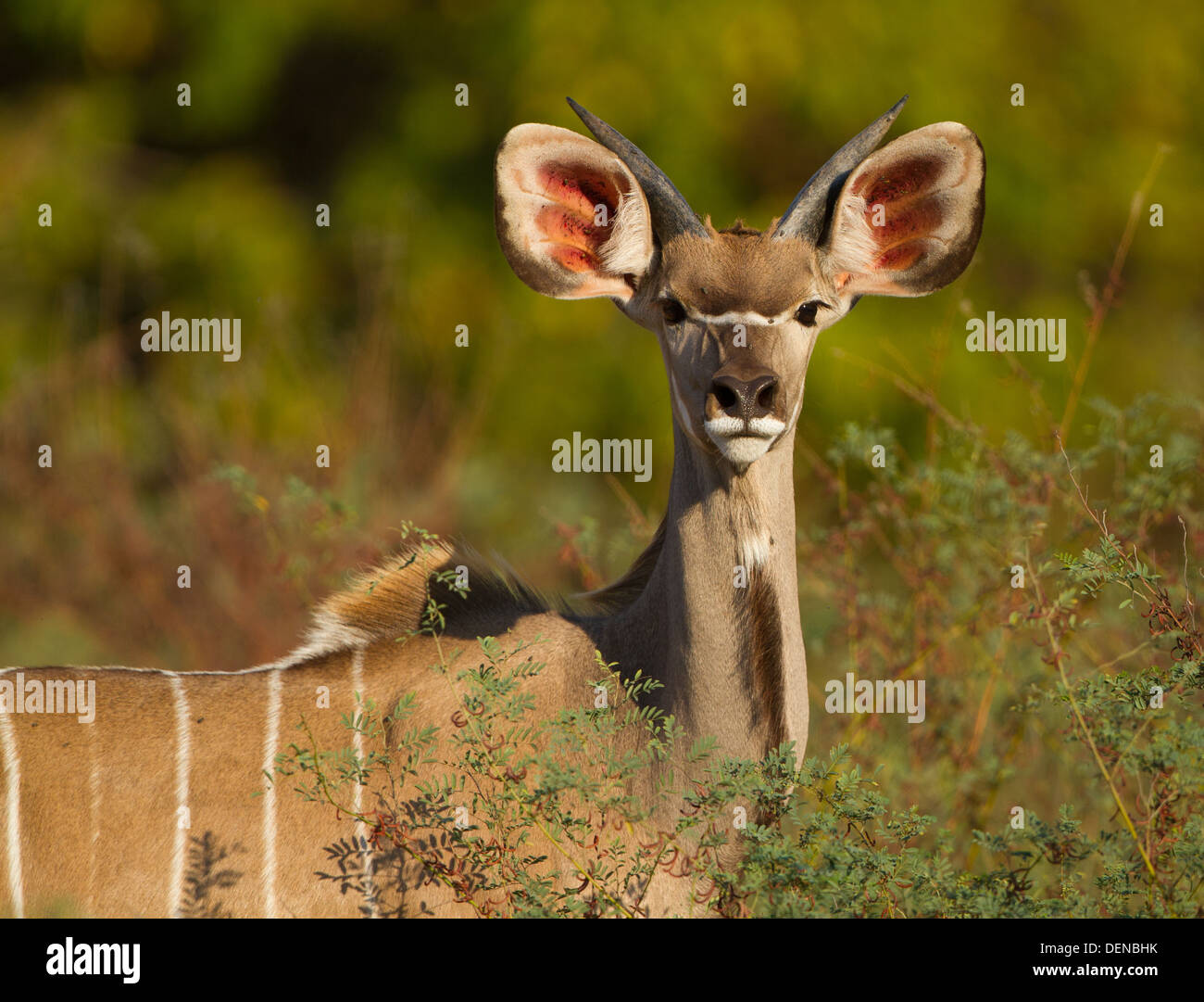 Toro di kudu giovane Foto Stock