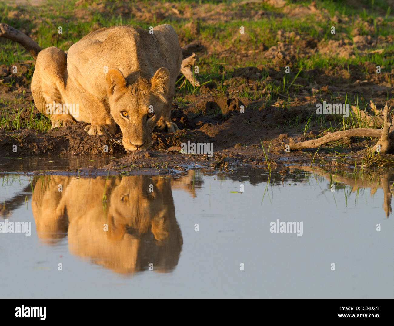 Leonessa a bere Foto Stock