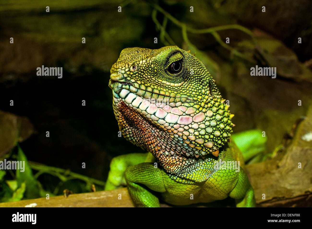 Cinese drago dell'acqua,Blackpool Zoo,lancashire,l'Inghilterra,uk,l'Europa Foto Stock