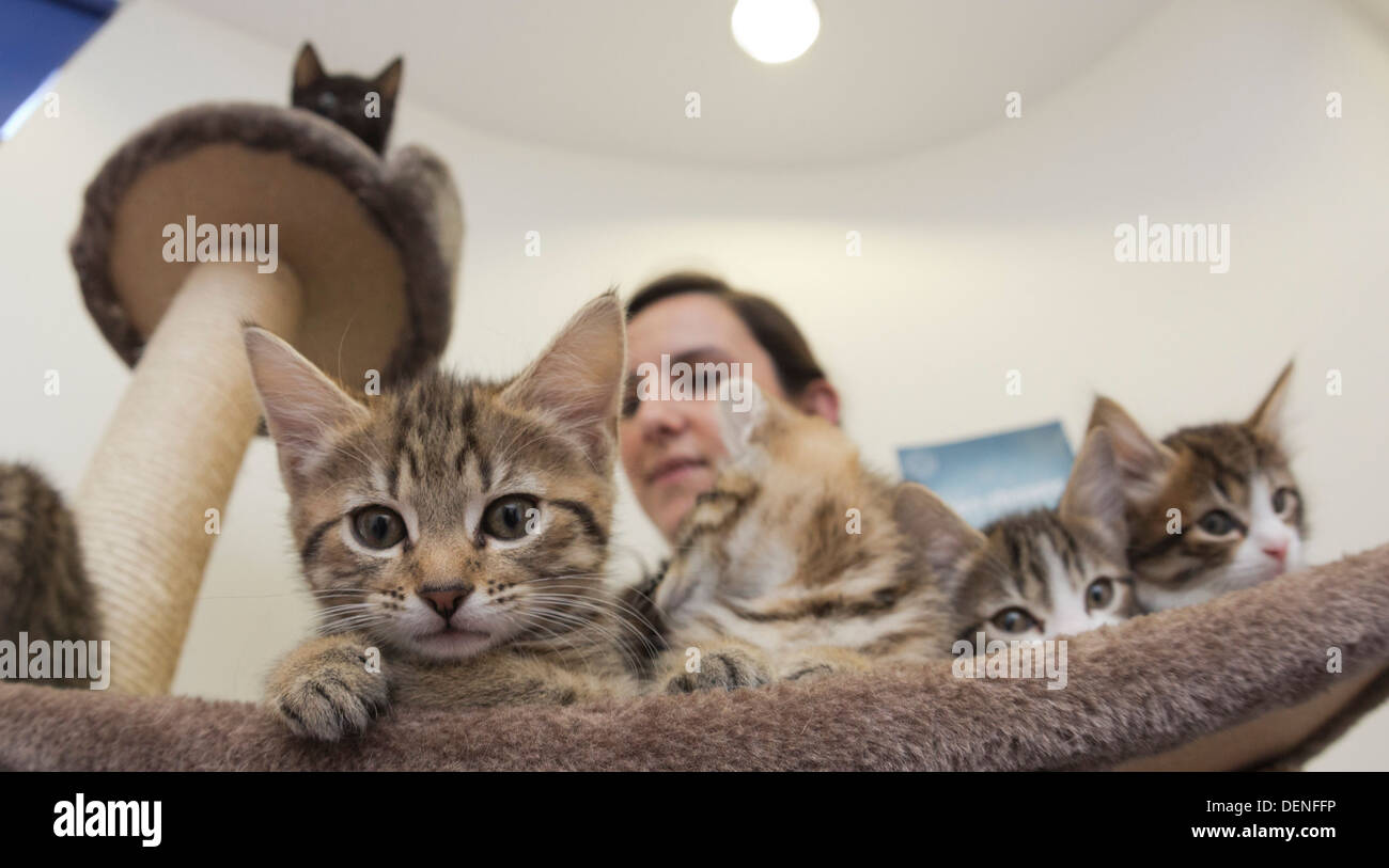 All'interno di Battersea cani e gatti Casa di Londra dove volontari mostrano i gattini di stampa che è stato dato potenziale royal nomi. Foto Stock