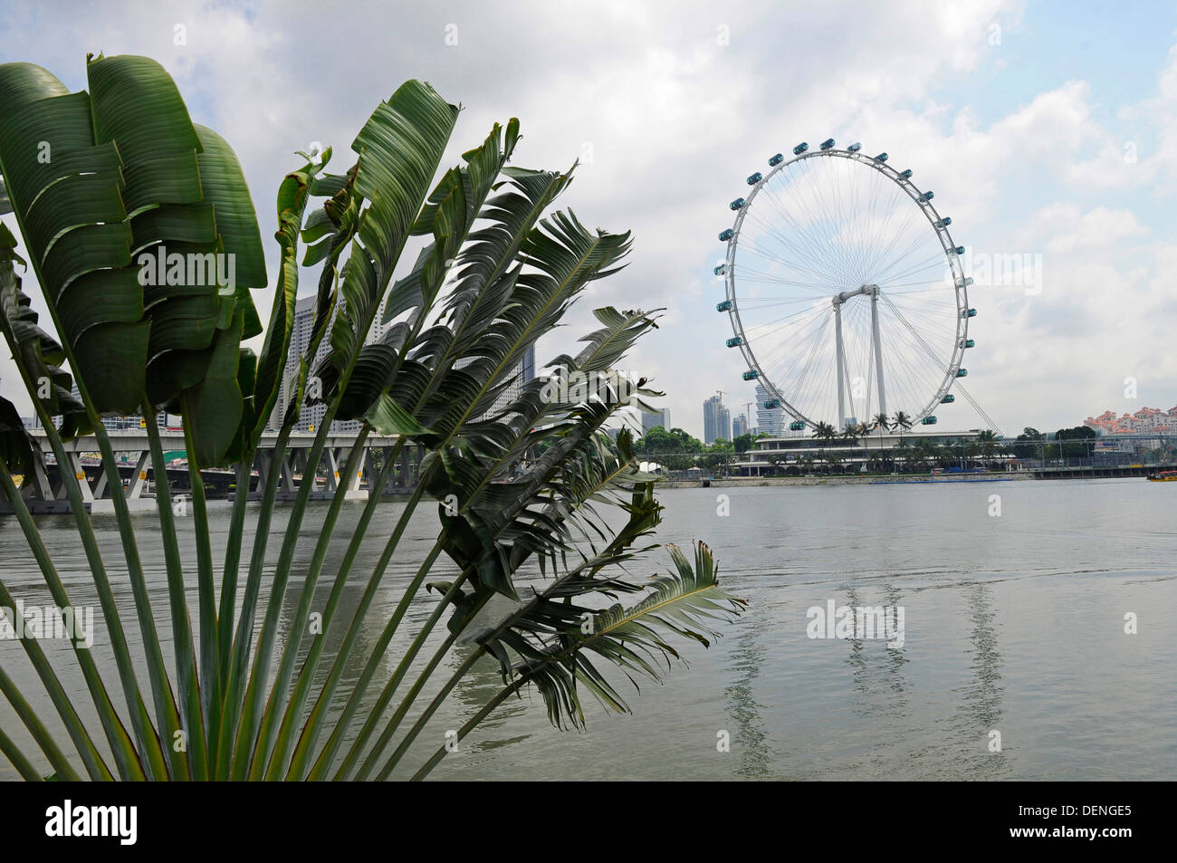 Il Singapore Flyer, il più alto ruota panoramica Ferris in tutto il mondo, presso i giardini della baia. Foto Stock