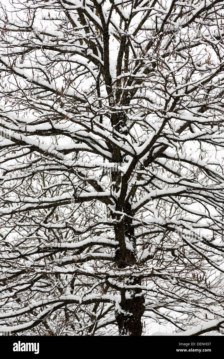 Albero con neve Foto Stock