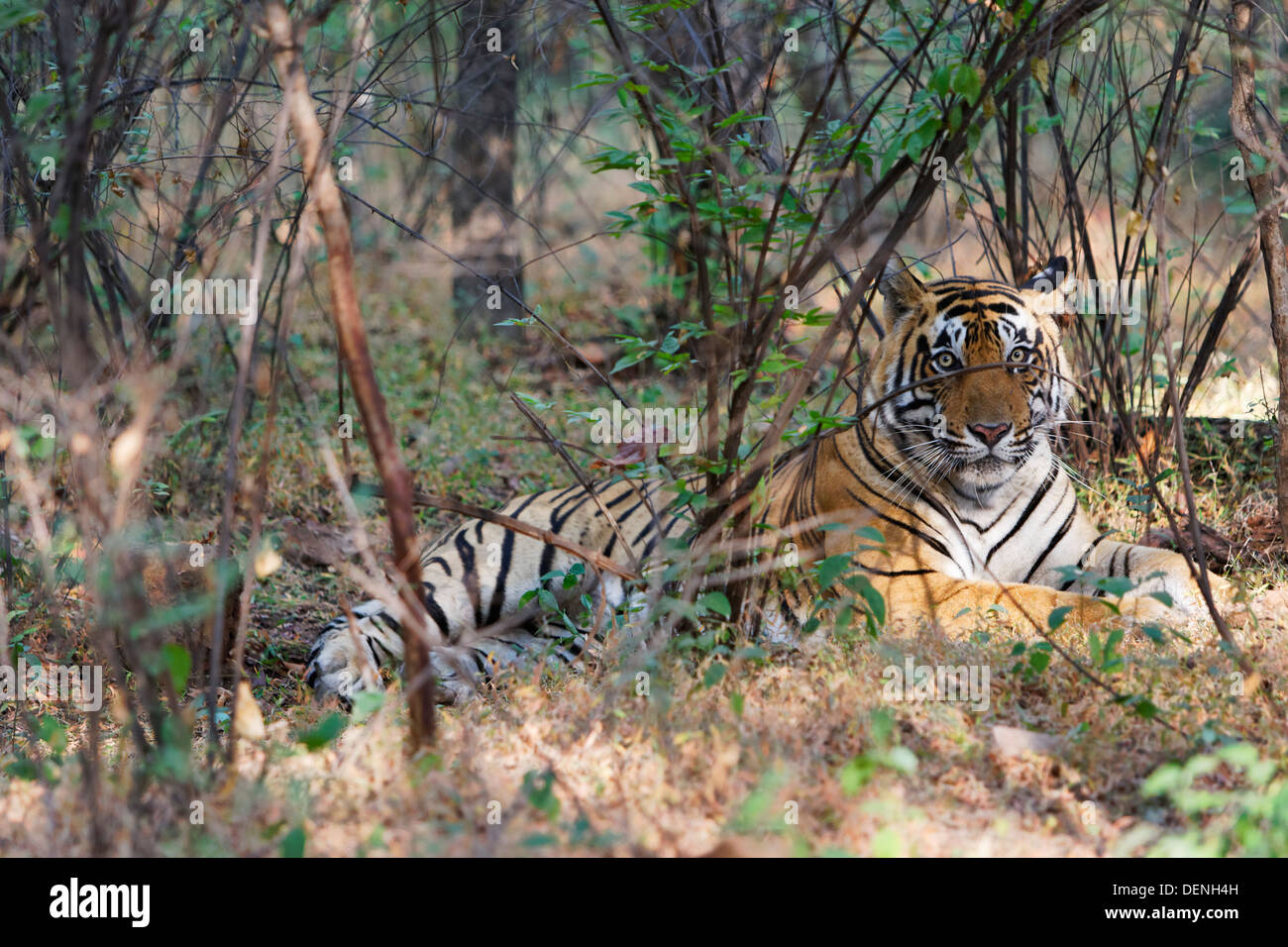 Maschio adulto Tiger T-25 all'interno degli alberi a Ranthambhore, foresta ( Panthera Tigris ) Foto Stock