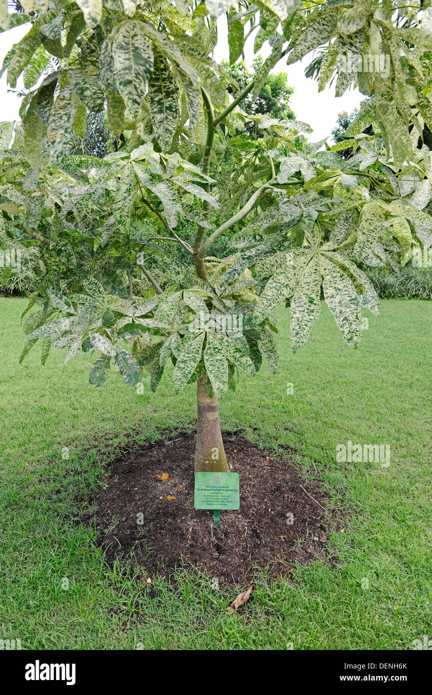 La struttura ad albero che il principe William e la principessa Caterina piantati in giardini dalla Baia di Singapore. Foto Stock