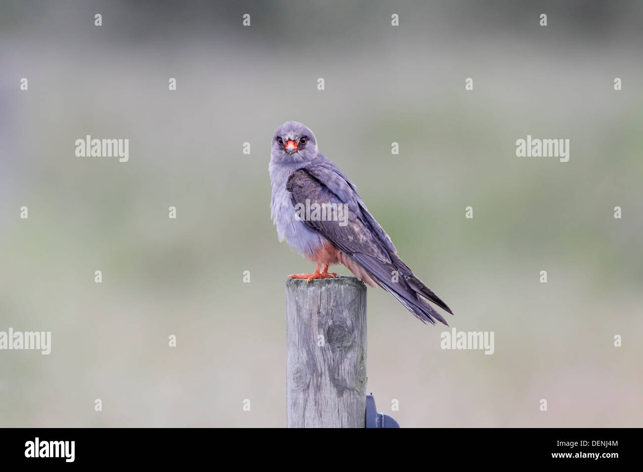 Rosso-footed falcon (Falco vespertinus) maschio adulto appollaiato sul post, guardando la telecamera, Norfolk, Inghilterra, Regno Unito Foto Stock