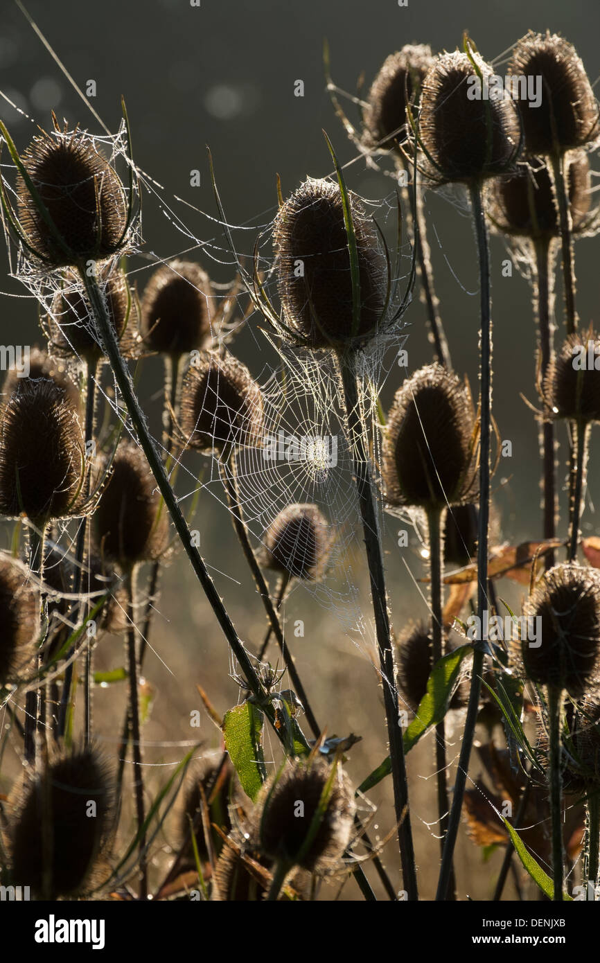 Teasel retroilluminato capi coperti in rugiadoso ragnatele Foto Stock