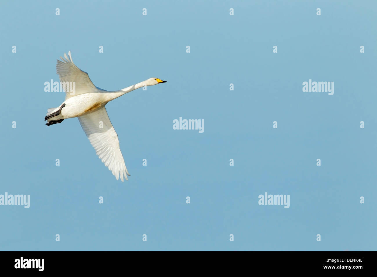 Whooper swan (Cygnus cygnus) adulto in volo contro un cielo blu, Norfolk, Inghilterra, Regno Unito Foto Stock