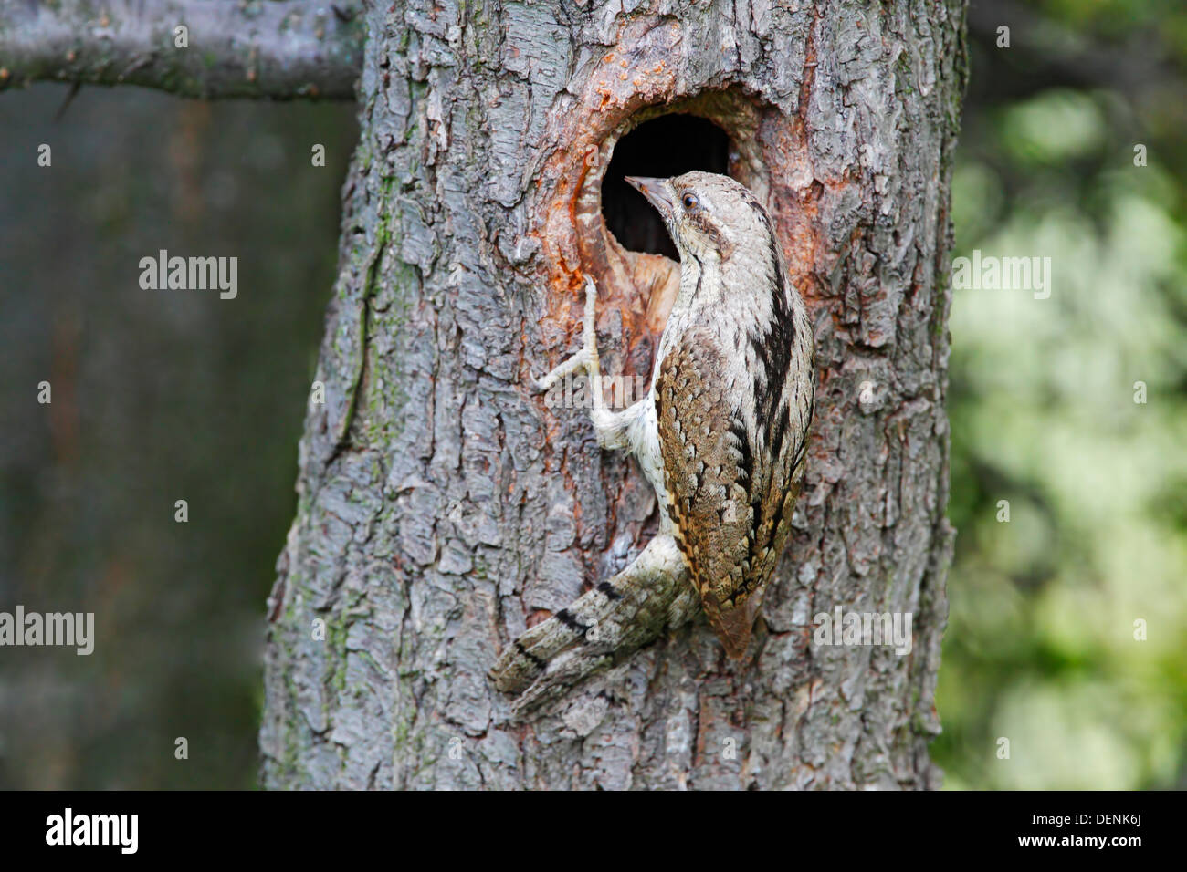 Eurasian spasmodico (Jynx torquilla) adulto presso il foro di nido nella struttura ad albero, Bulgaria, Europa Foto Stock