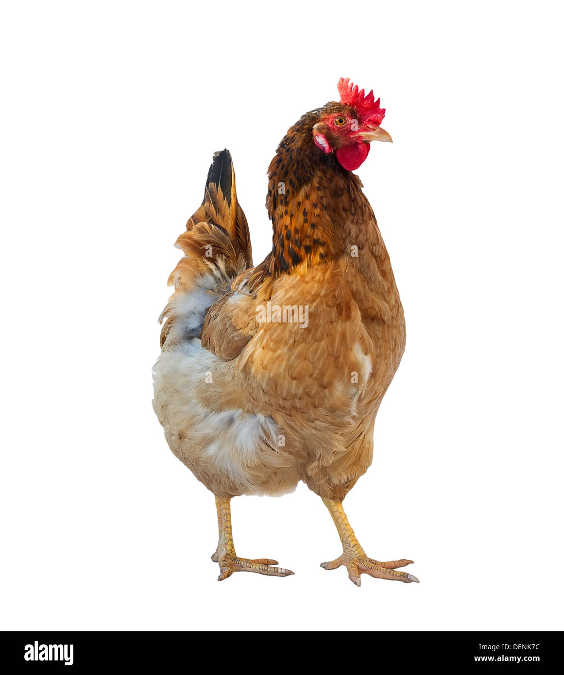 Uno brown hen isolato su bianco, studio shot. Foto Stock