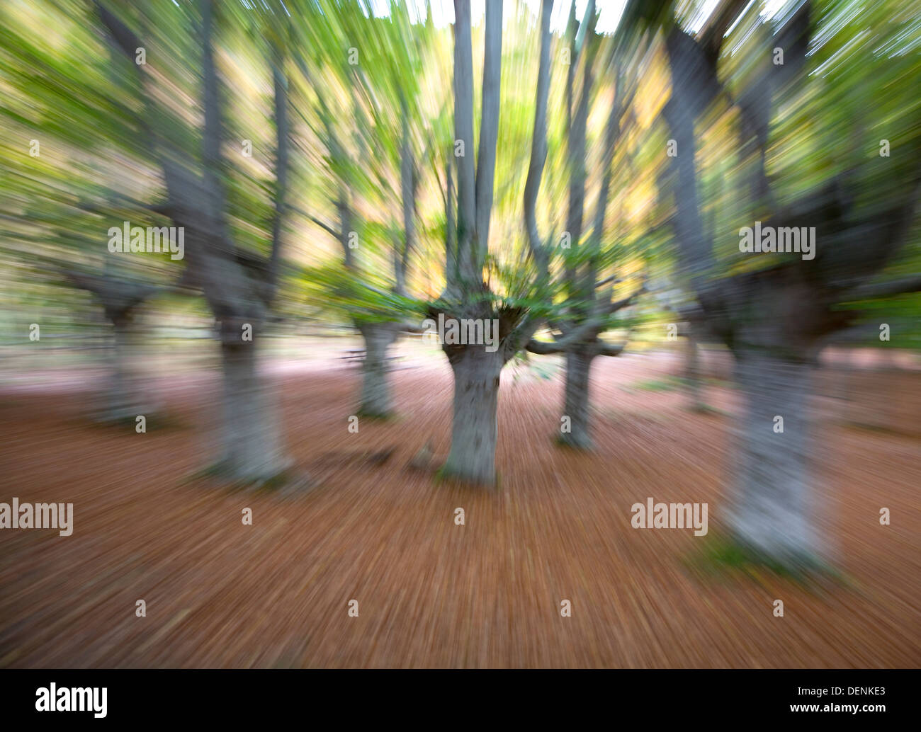 Unione di faggio o comuni di faggio (Fagus sylvatica). Gorbea Parco Naturale. Paesi Baschi, Spagna, Europa. Foto Stock