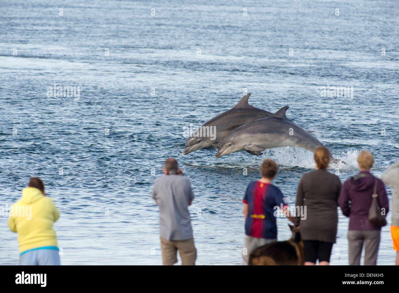Comune dal naso a bottiglia dolphin (Tursiops truncatus) - punto Chanonry, Scotland, Regno Unito Foto Stock