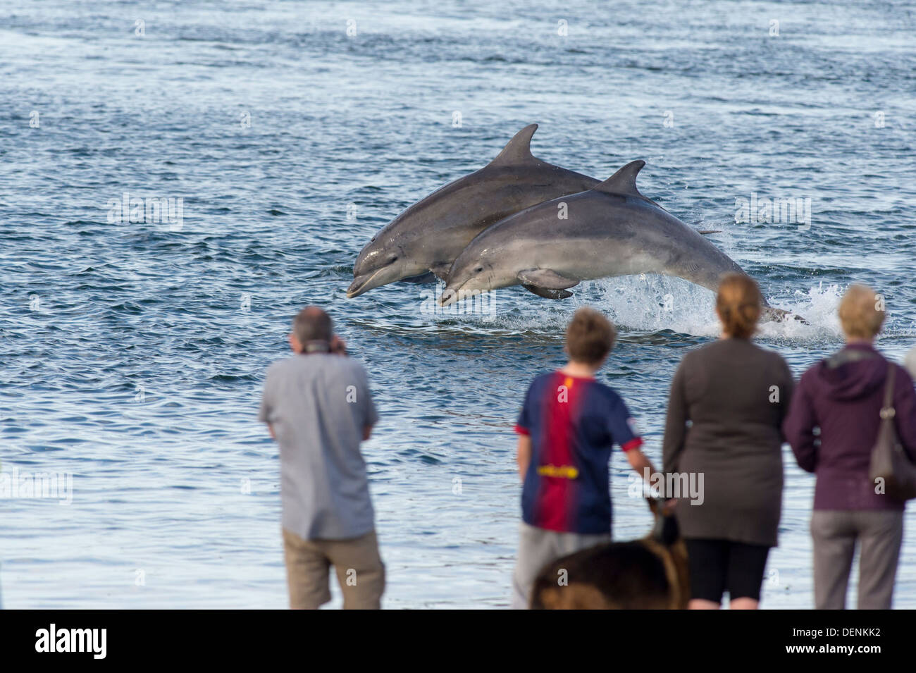Comune dal naso a bottiglia dolphin (Tursiops truncatus) - punto Chanonry, Scotland, Regno Unito Foto Stock