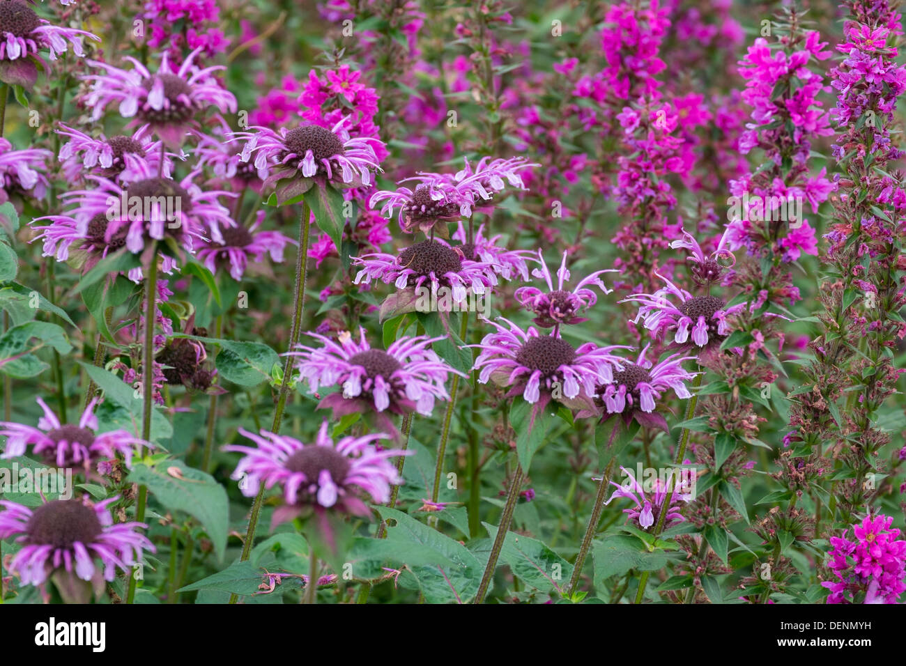 Monarda, bergamotto, Bee Balm e Lythrum salicaria, Viola loosestrife in un giardino cottage. Foto Stock