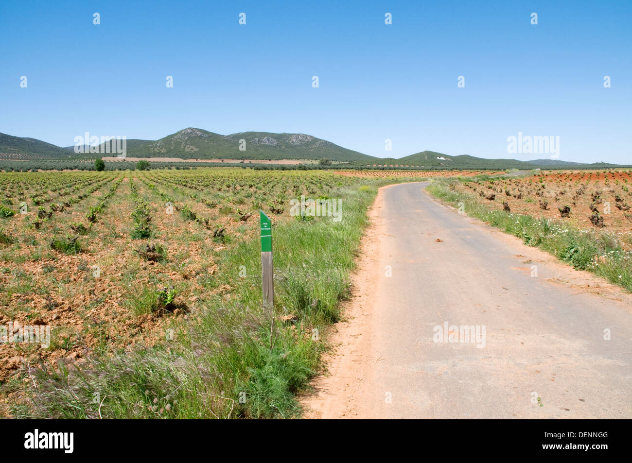 Vigneto e strada laterale. Ciudad Real Provincia, Castilla La Mancha, in Spagna. Foto Stock