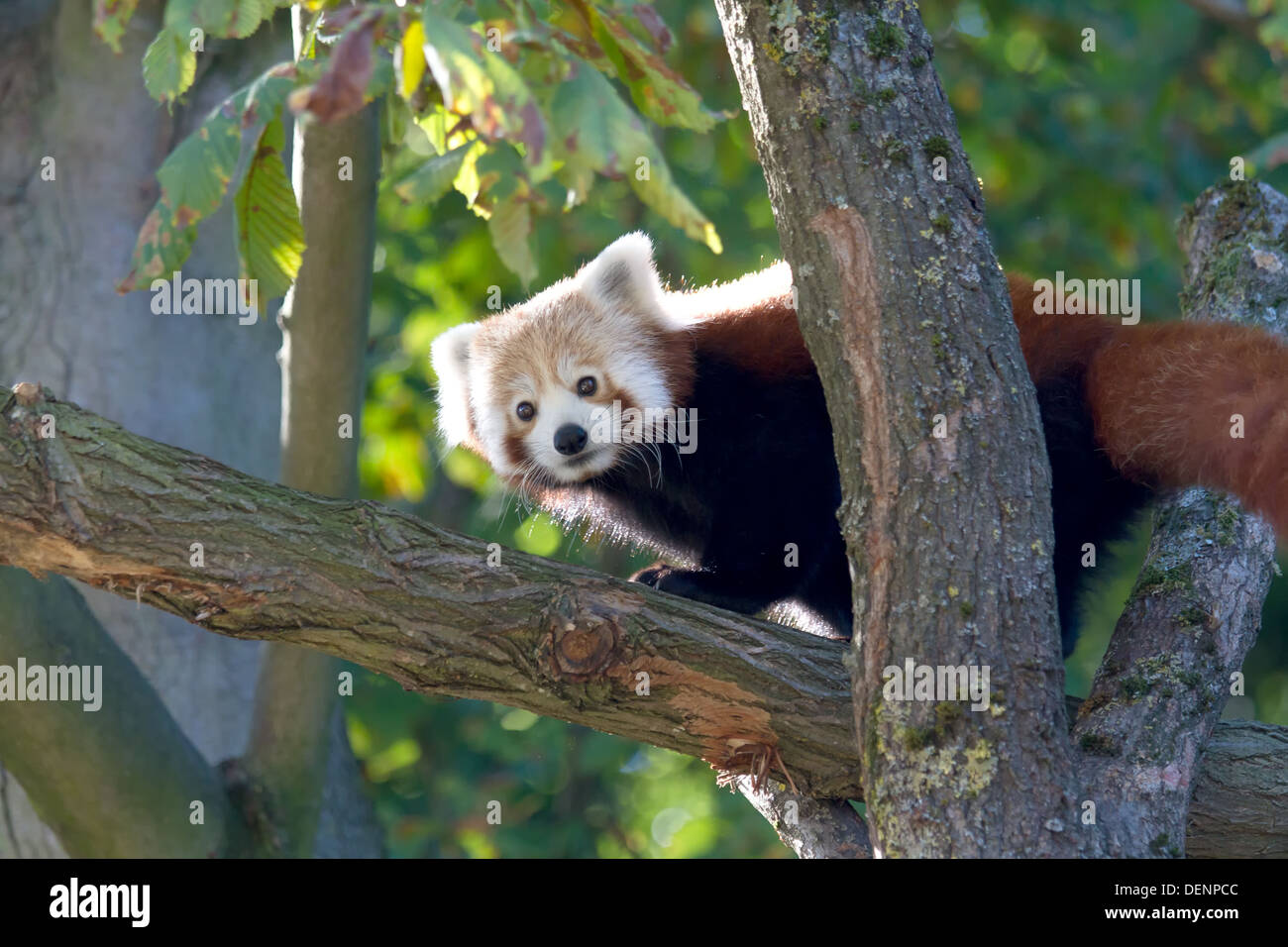 Panda rosso (Ailurus fulgens) Foto Stock