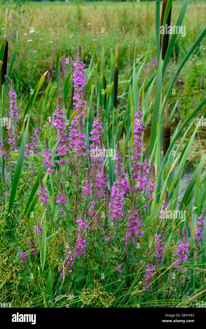 Purple loosestrife, Lythrum salicaria e maggiore reedmace, Typha latifolia, crescendo in pascolo bagnato Foto Stock