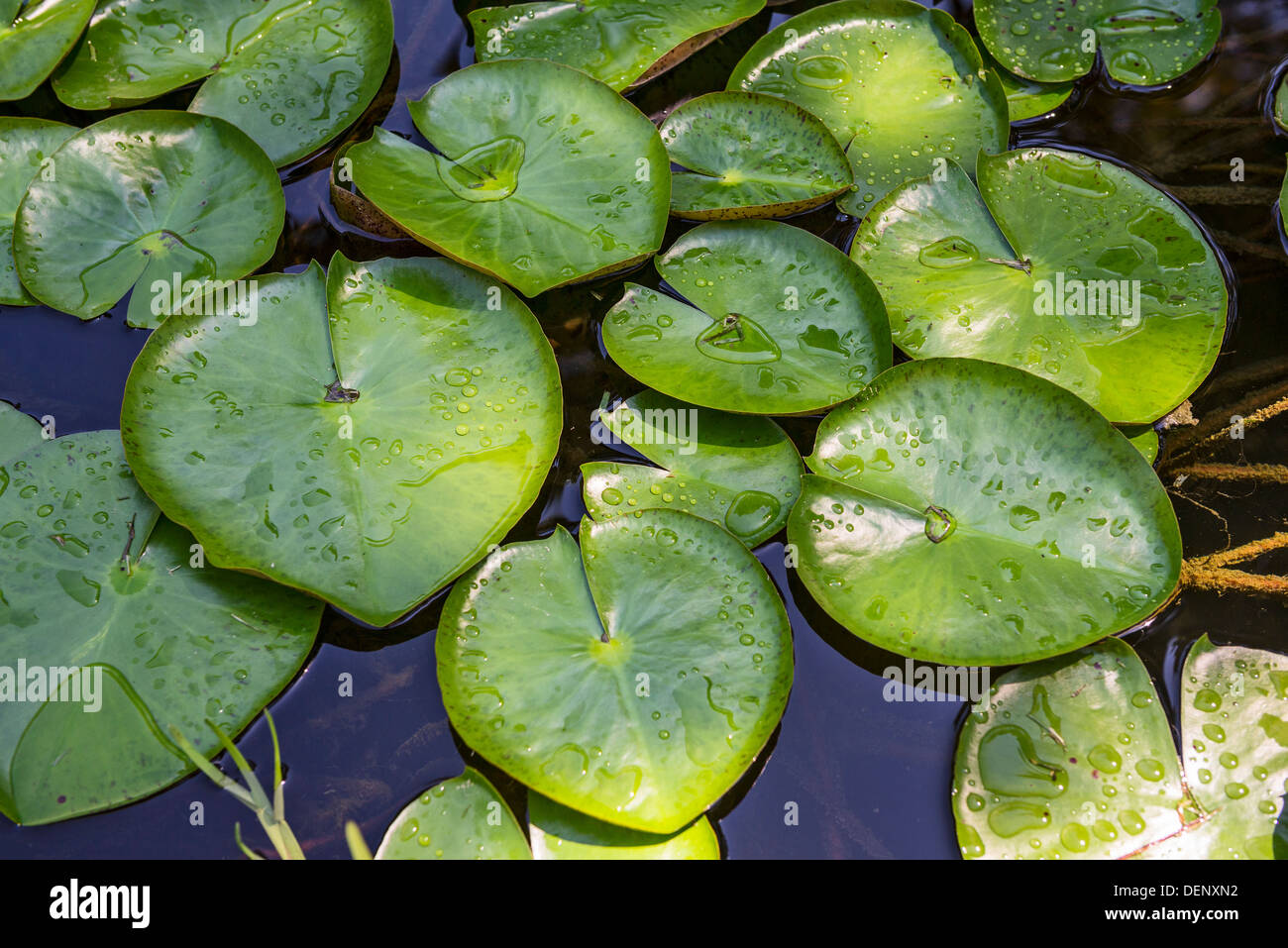 Bellissimi pesci koi e ninfee in un giardino. Foto Stock