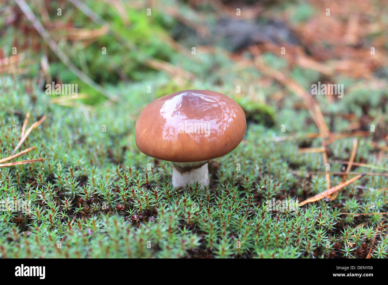 Qualche bel fungo nel verde muschio Foto Stock